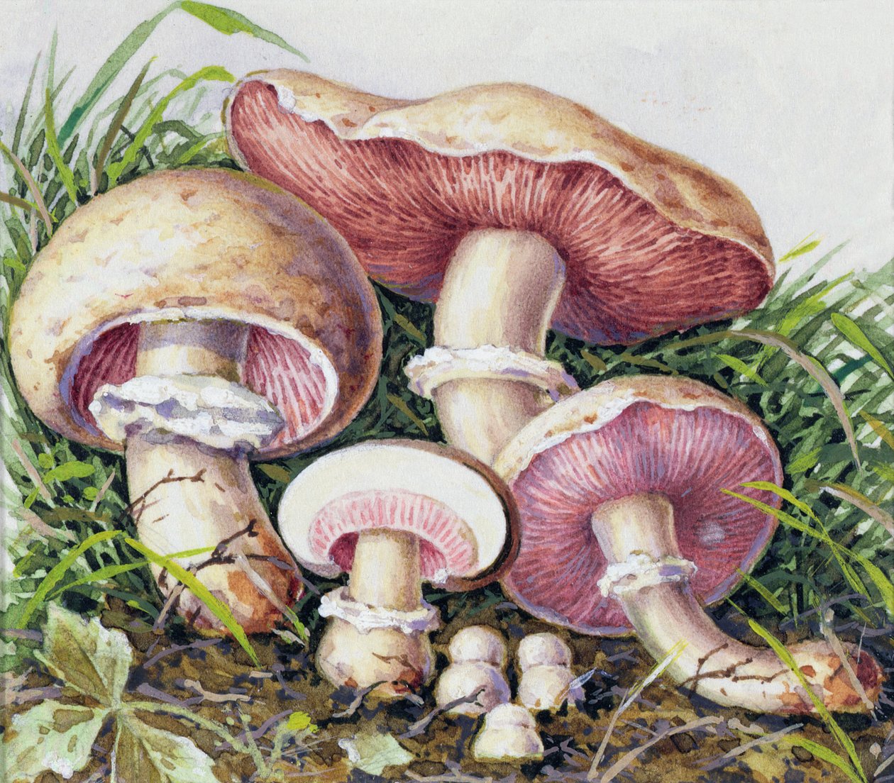 Estudio de Hongo de Josef Fleischmann