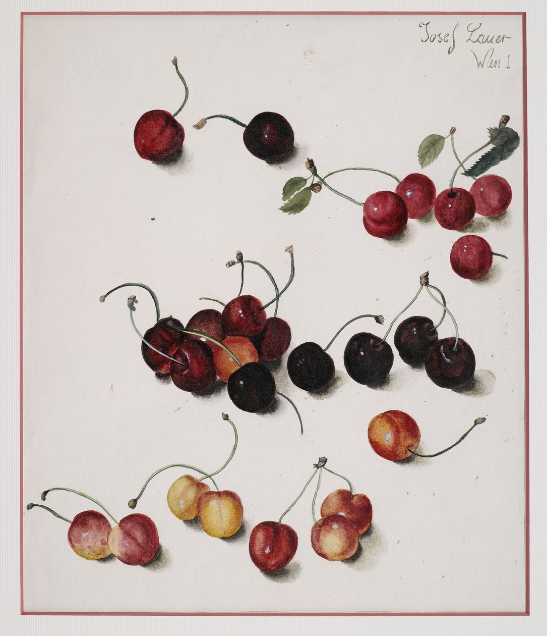 Cerezas de Josef Lauer