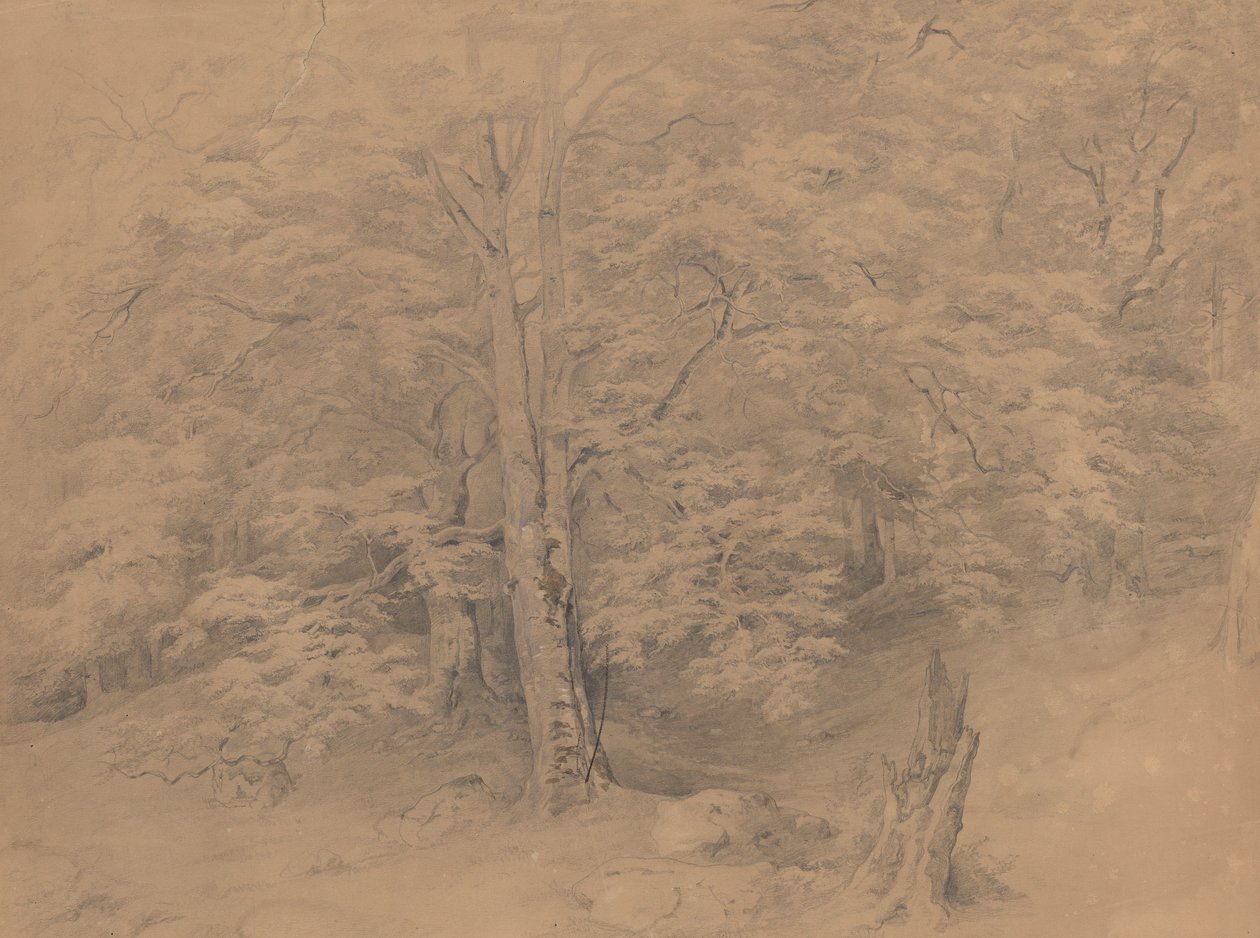 Estudio sobre los árboles de Josef Kriehuber