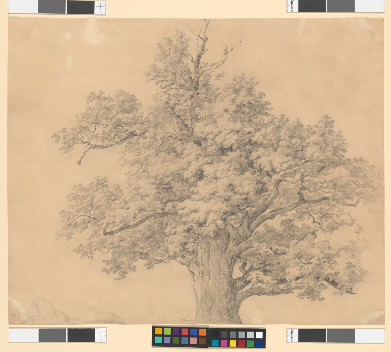 Estudio sobre los árboles de Josef Kriehuber