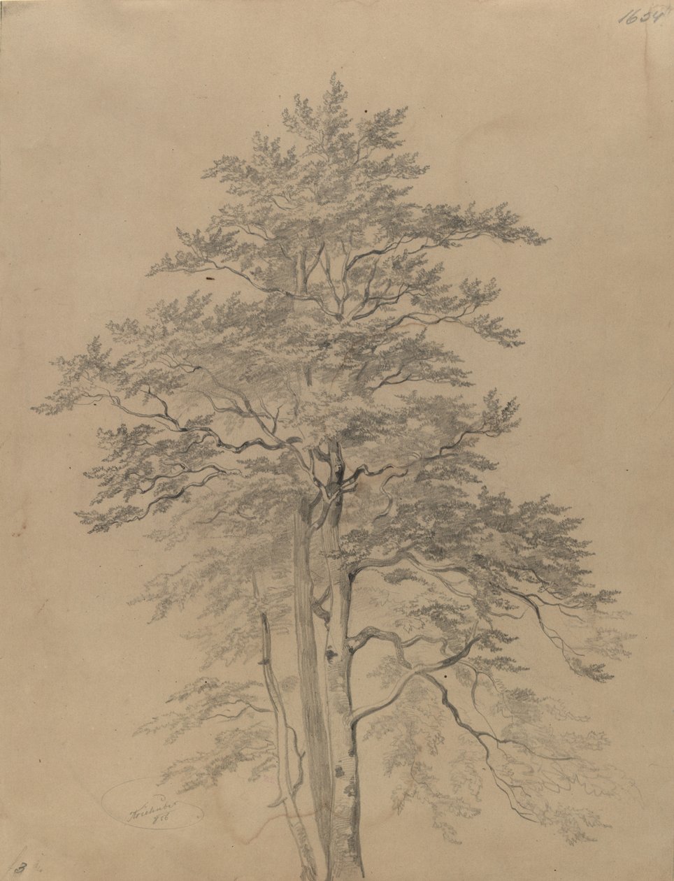 Estudio de árbol de Josef Kriehuber