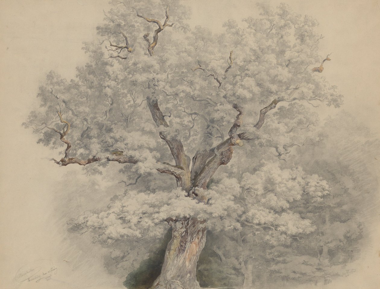 Estudio sobre los árboles de Laxenburg de Josef Kriehuber