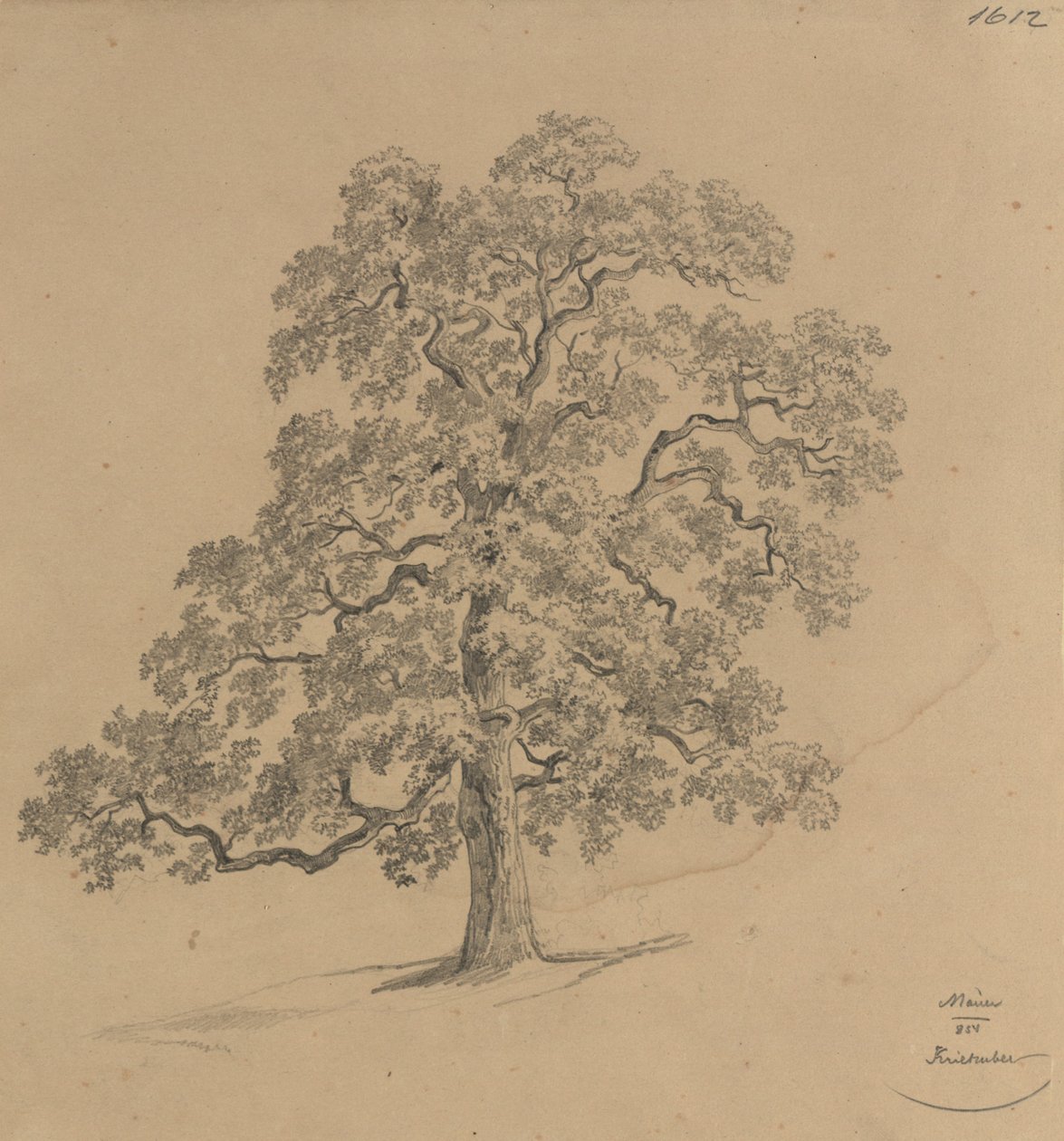 Estudio sobre árboles realizado en Mauer de Josef Kriehuber
