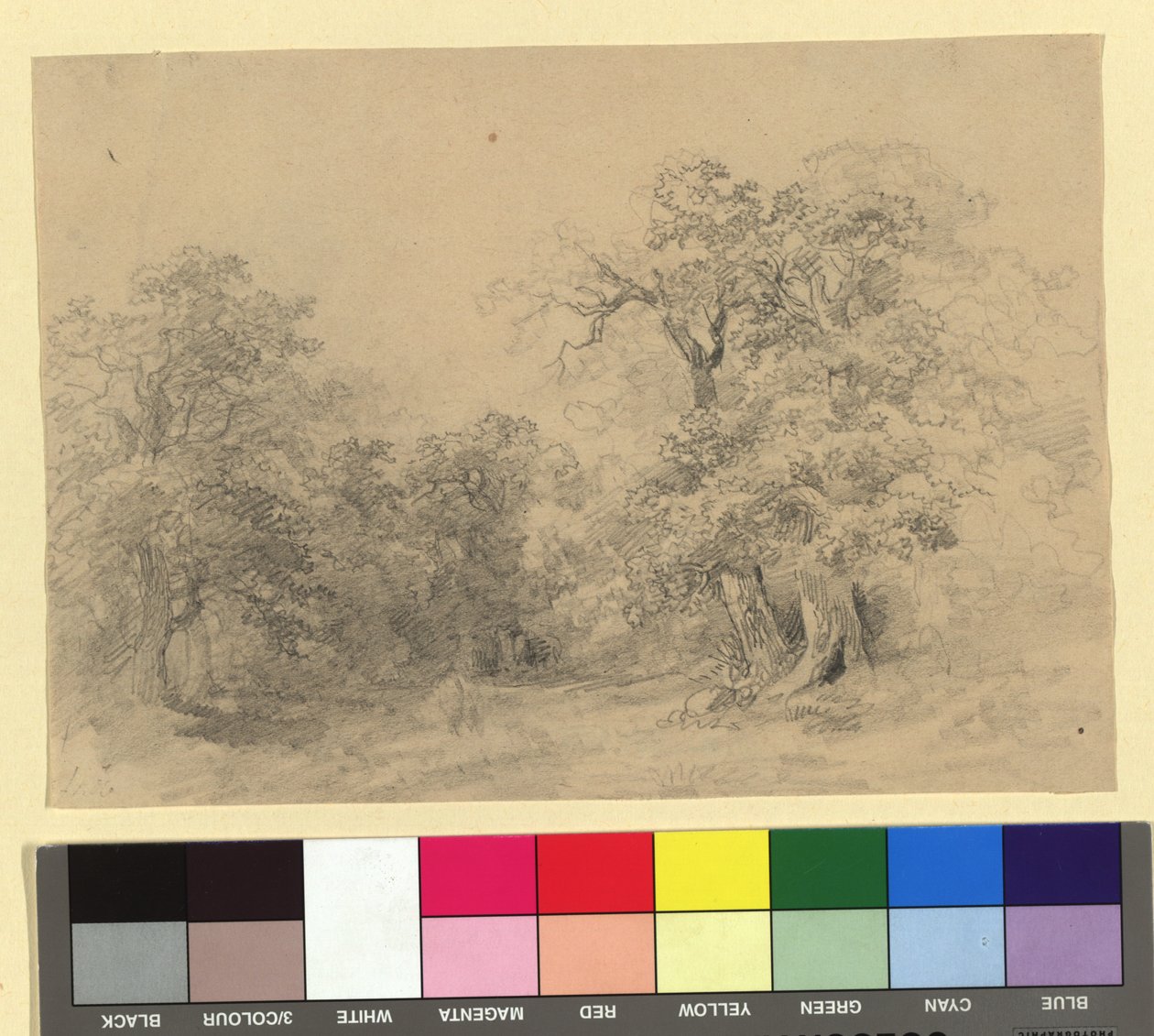 Paisaje forestal de Josef Kriehuber