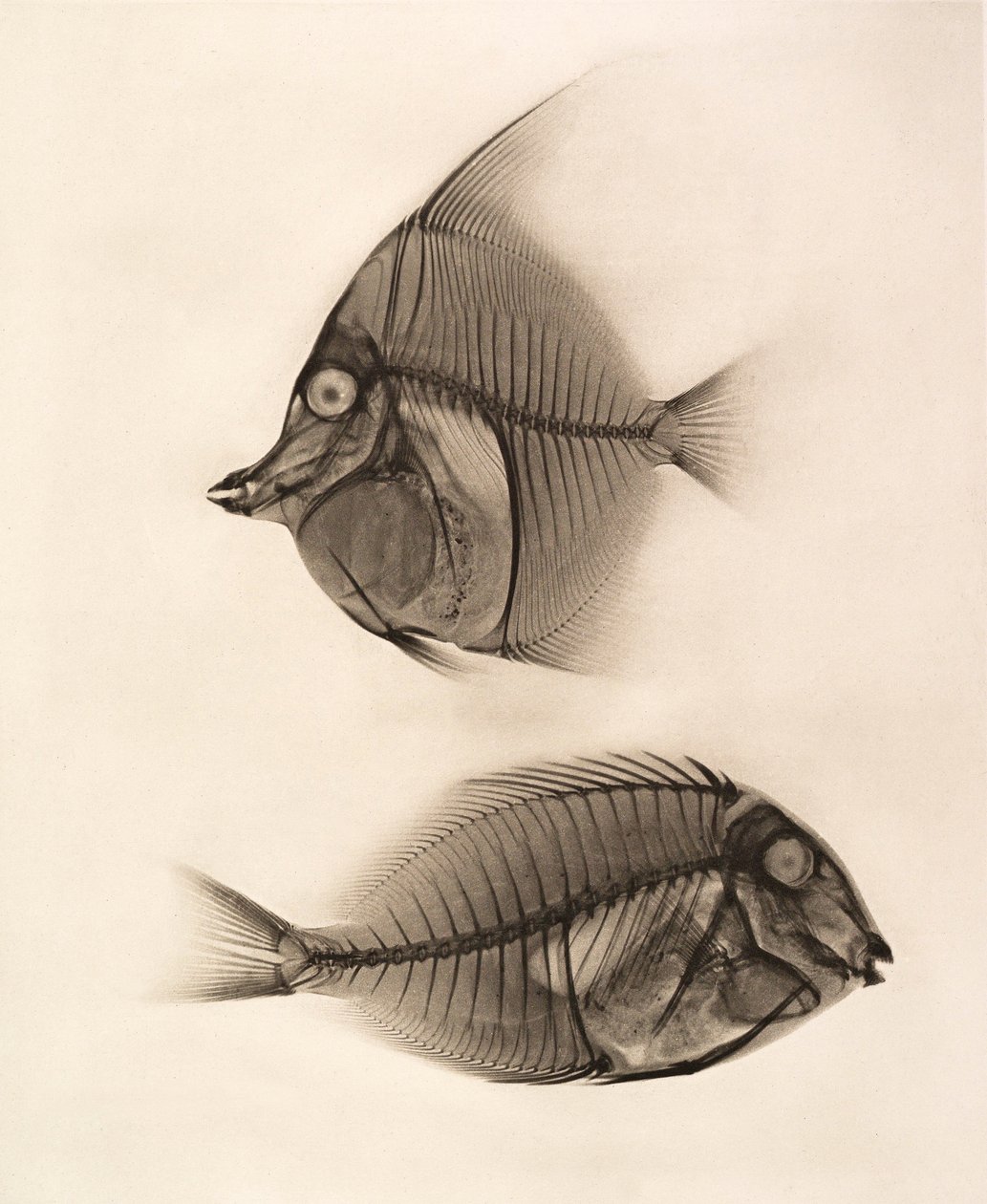 Radiografía histórica de un ídolo moro (Zanclus Cornutus) y un pez cirujano azulado (Acanthurus Nigros) 1896 (foto) de Josef Maria Eder