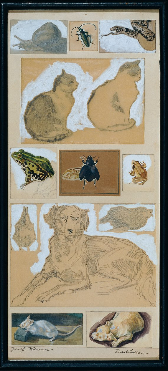 Estudios de animales (12 bocetos) de Josef Wawra