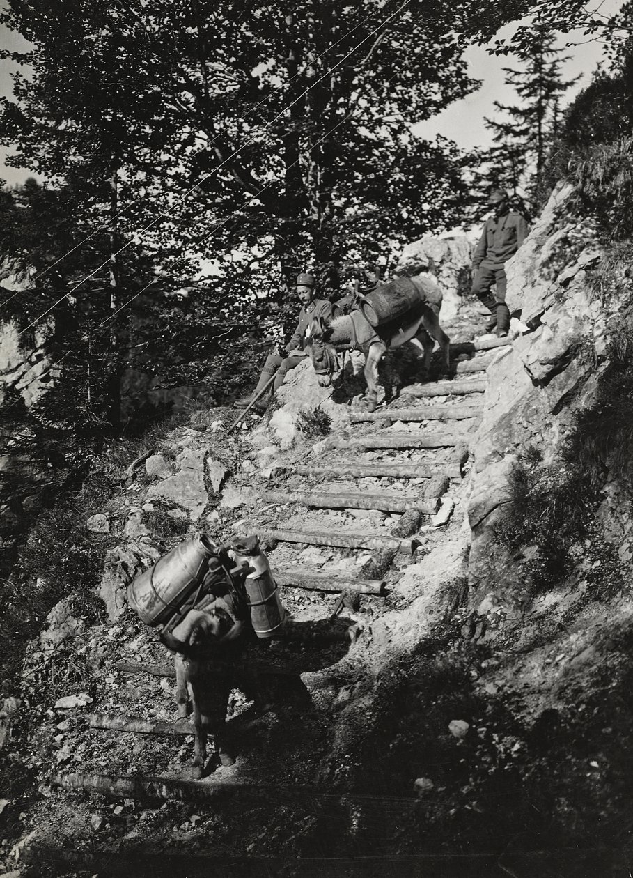 Álbum "Meine weltkriegs - Erinnerungen South-West Front (Carintia, Italia, Tirol del Sur) 31/03/1915-12/11/1918 - Josef Zohles Wien": mulas del ejército en una pendiente de Josef Zohles