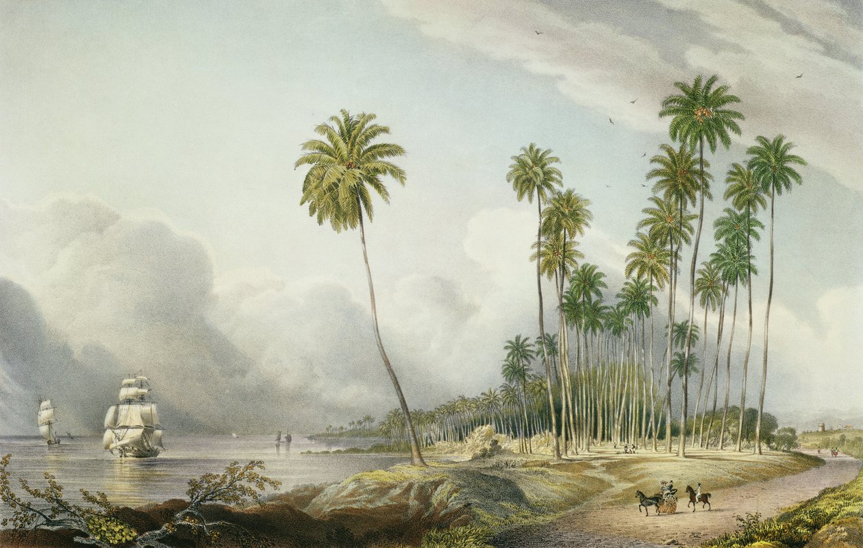 Paseo de Coco en la Costa, Cerca de Runaway Bay, lámina 15 de 