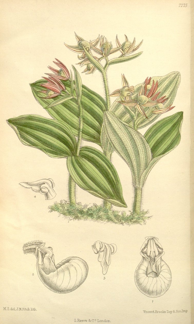 Cypripedium fasciculatum de Joseph Dalton Hooker