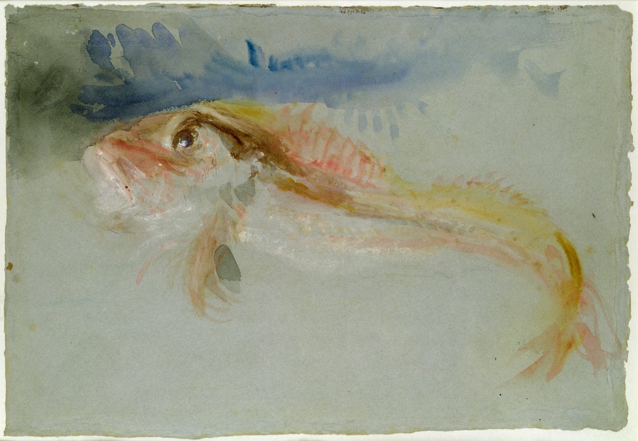 Un gallineta de Joseph Mallord William Turner