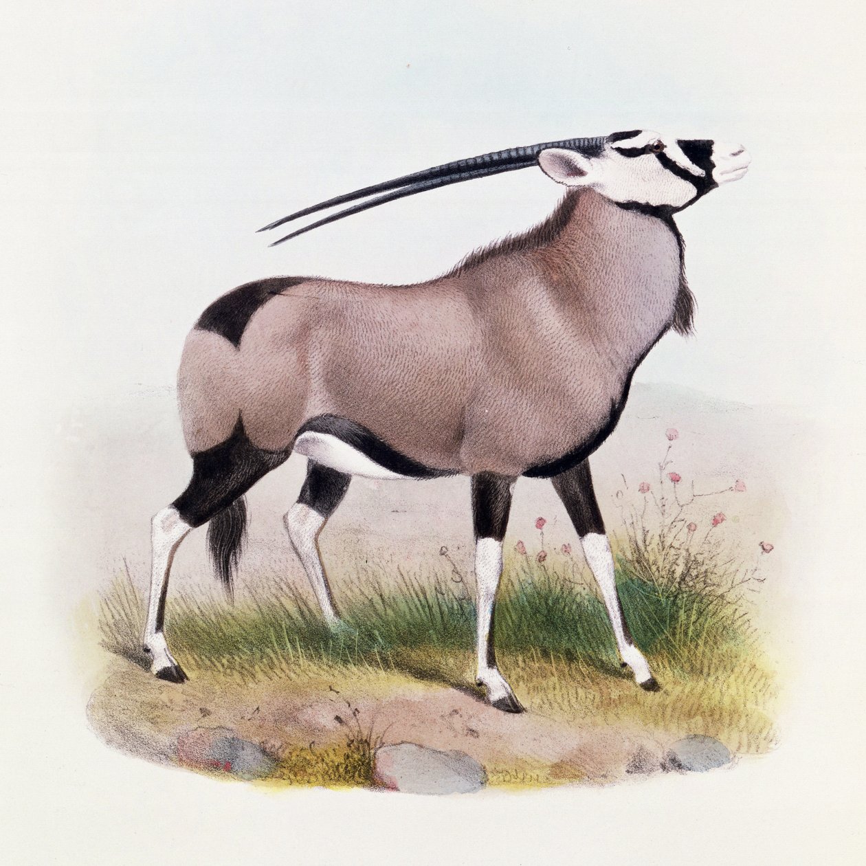 El gemsbok, de 