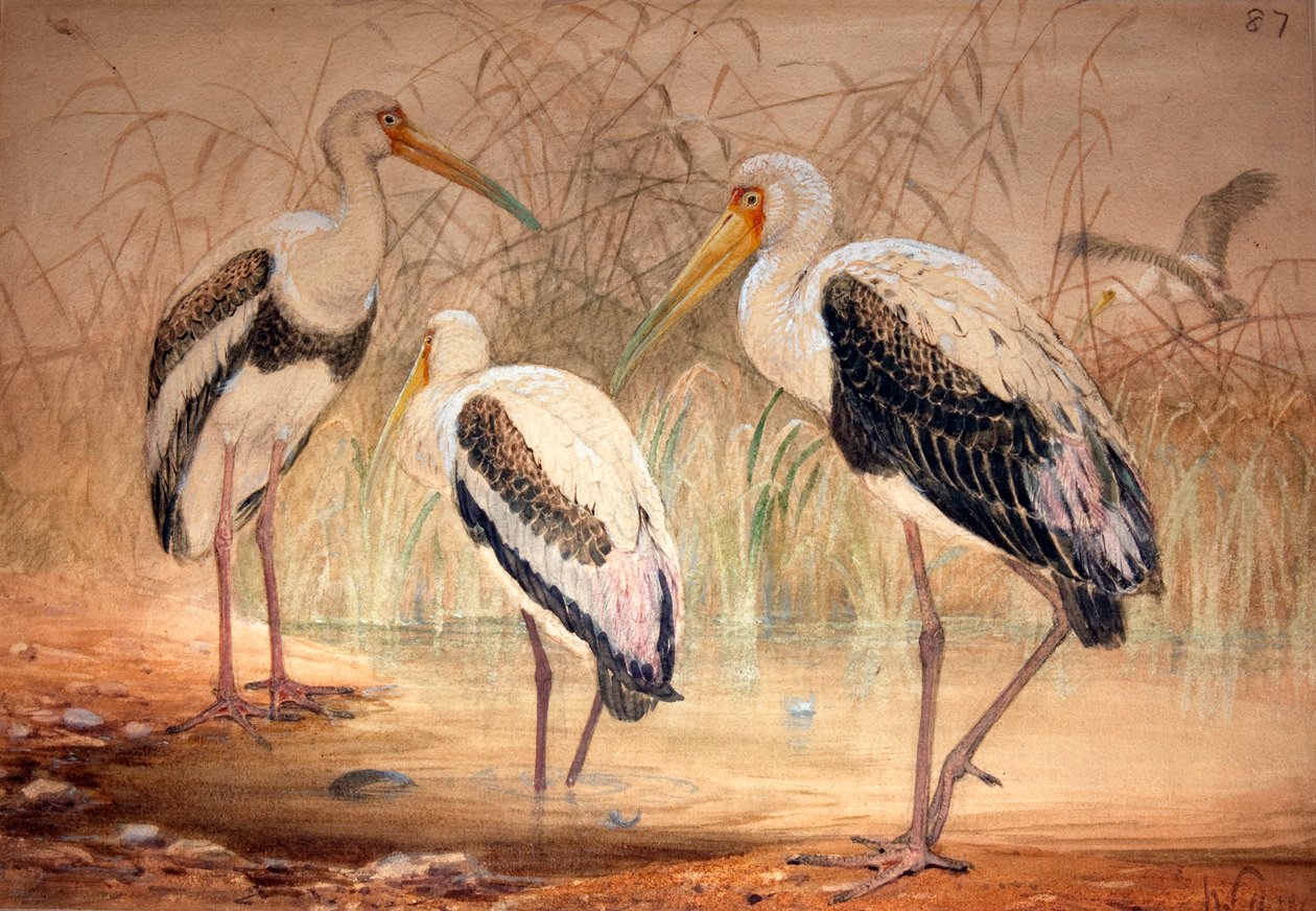 Tántalo africano (Pseudotantalus ibis), 1856-67 de Joseph Wolf