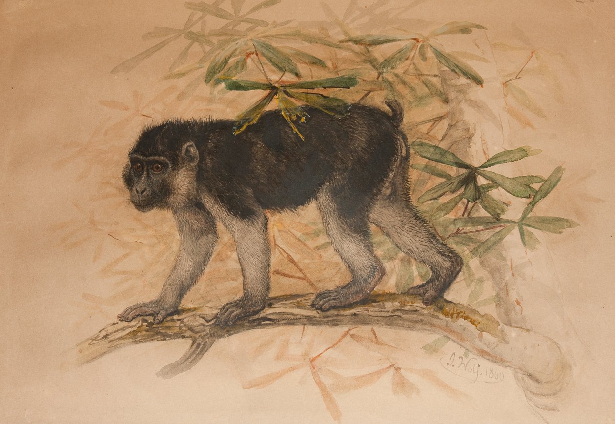 Macaco negro ceniciento (Macacus ocreatus), 1869 de Joseph Wolf