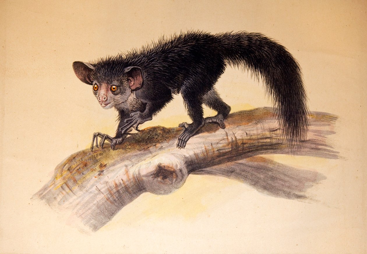 Aye-aye, 1861 de Joseph Wolf