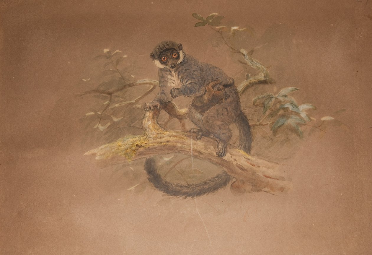 Lémur de Pies Negros (Lemur nigifrons) de Joseph Wolf