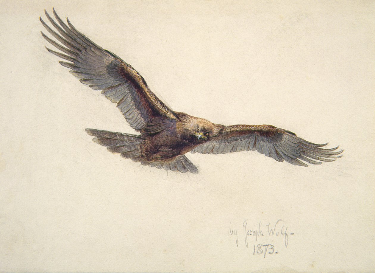Águila en vuelo, 1873 de Joseph Wolf
