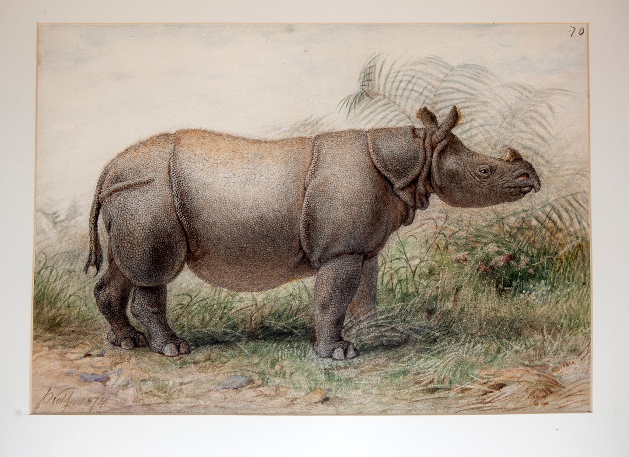 Rinoceronte de Java, 1874 de Joseph Wolf