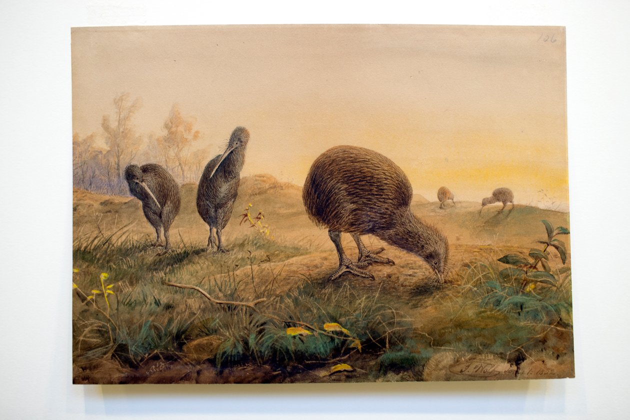 Kiwi Mantells, 1852 de Joseph Wolf