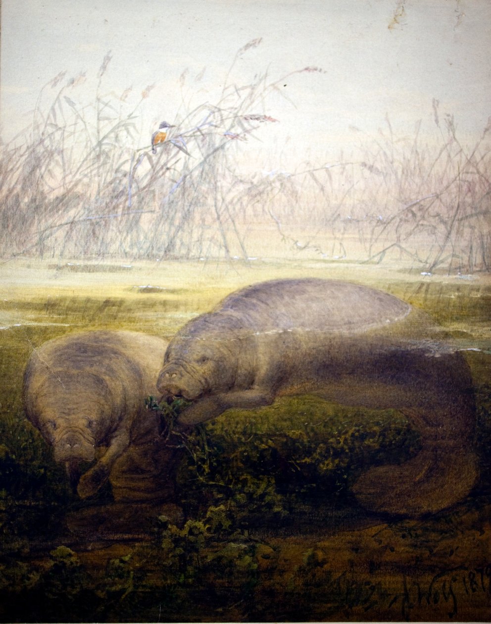 Manatí, 1879 de Joseph Wolf