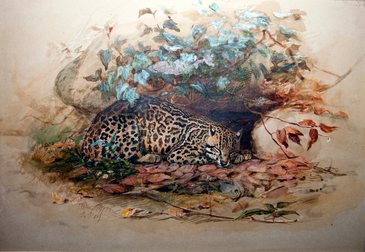 Ocelote, 1851-52 de Joseph Wolf