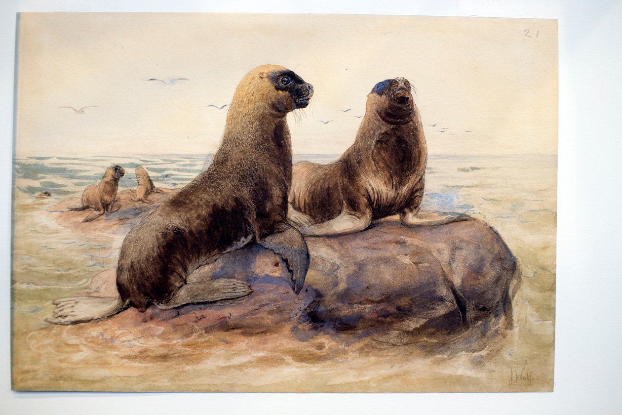 Leones marinos de la Patagonia, c.1865 de Joseph Wolf