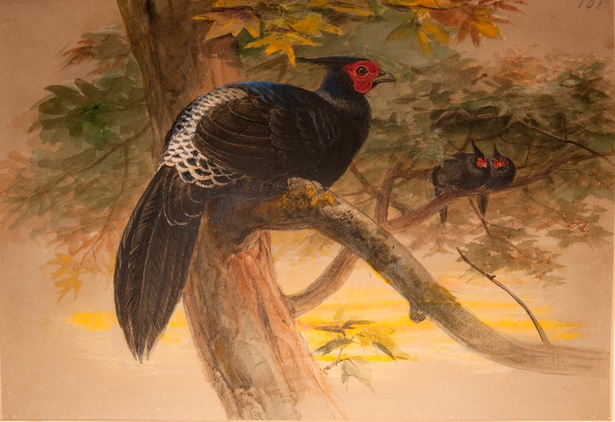 Kaleege púrpura (Euplocamus horsfieldi), c.1851-76 de Joseph Wolf