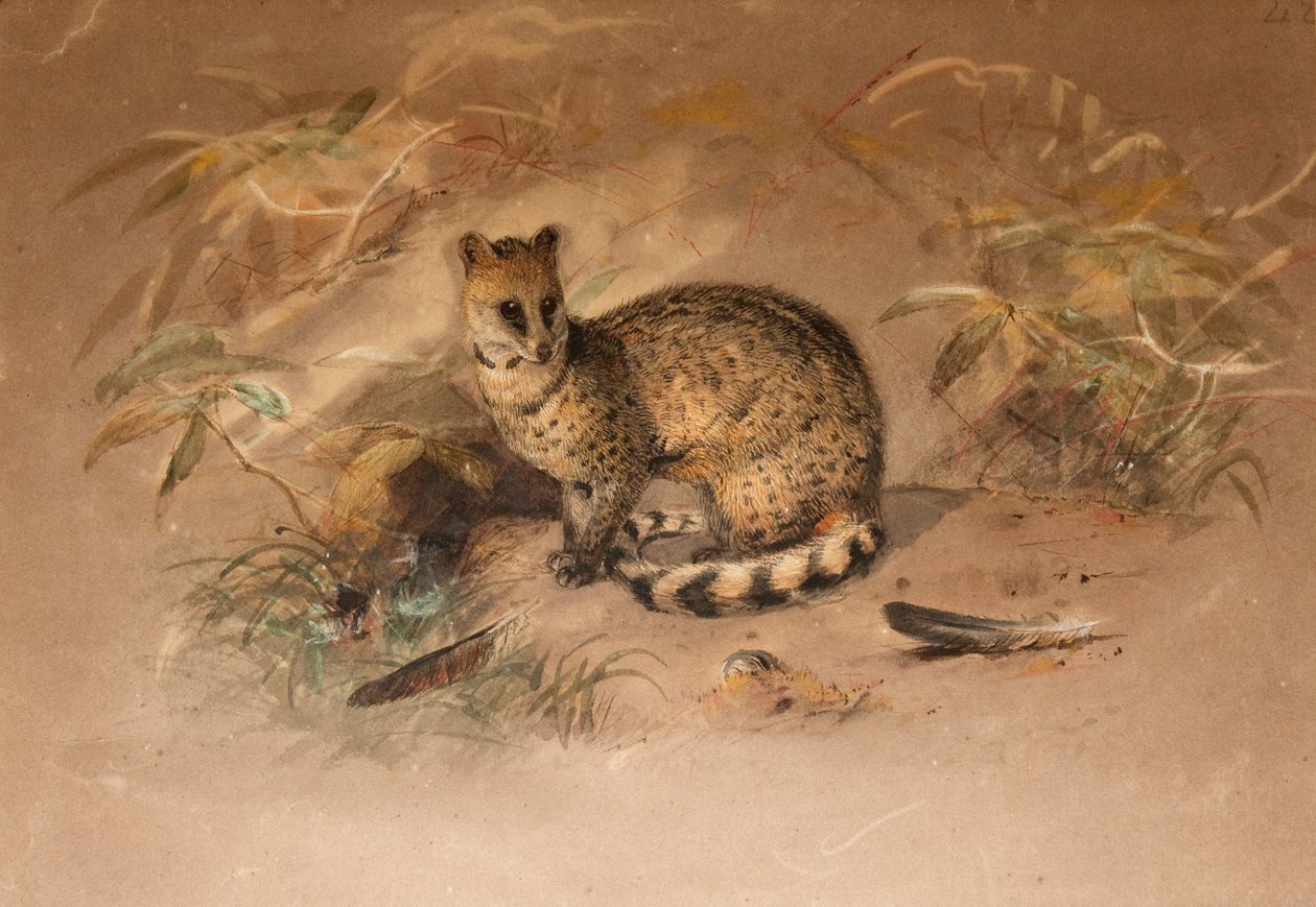 Rasse - Vivericula malaccensis de Joseph Wolf