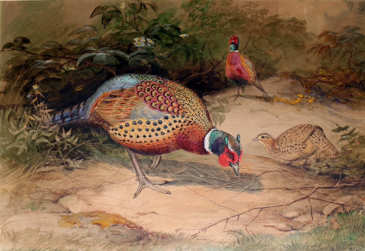 Faisán de cuello anillado (Phasianus torquatus), 1852-54 de Joseph Wolf