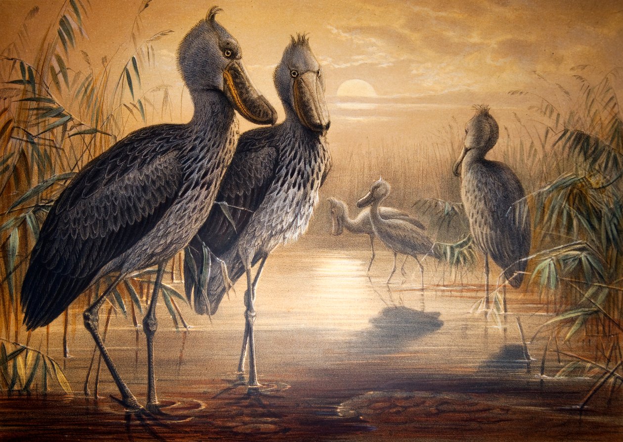 Cigüeña de pico zapato, 1861 de Joseph Wolf