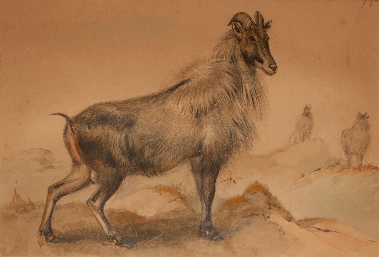 Thar de Joseph Wolf