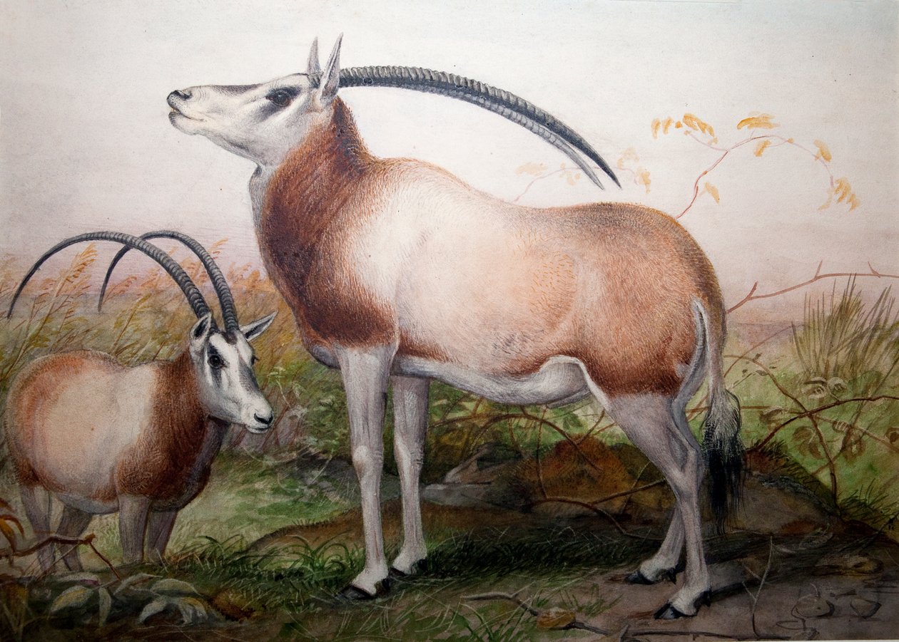 El antílope Leucoryx, Oryx Leucoryx, c.1850 de Joseph Wolf
