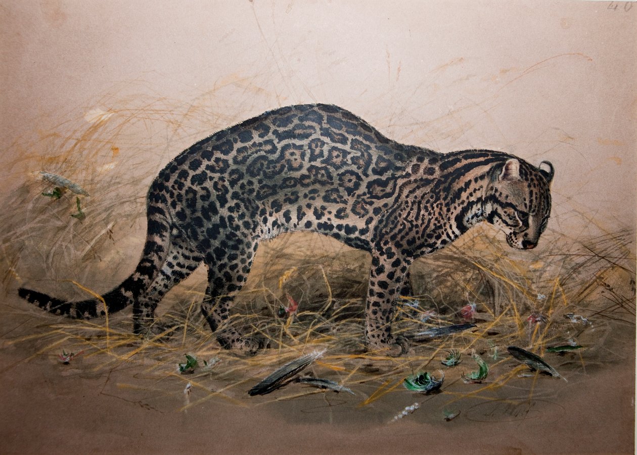 El Ocelote Pintado (Felis picta), c.1850 de Joseph Wolf