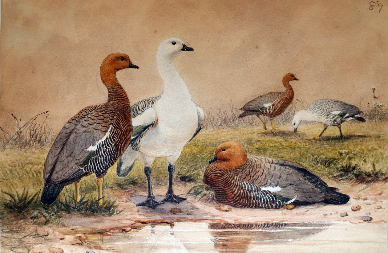 Ganso de las tierras altas (Bernicla magellanica), 1852-54 de Joseph Wolf
