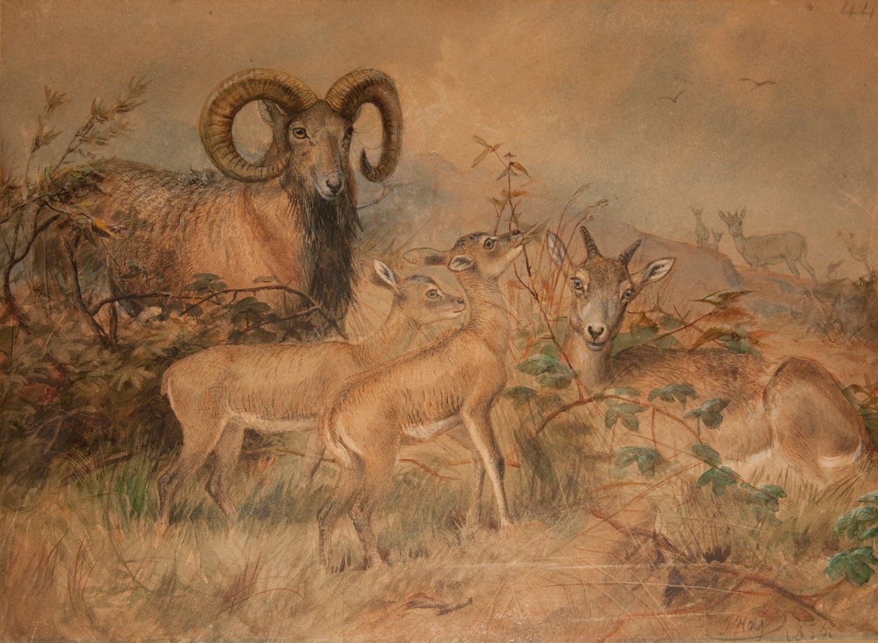 Ovejas salvajes de Vigne, 1858 de Joseph Wolf