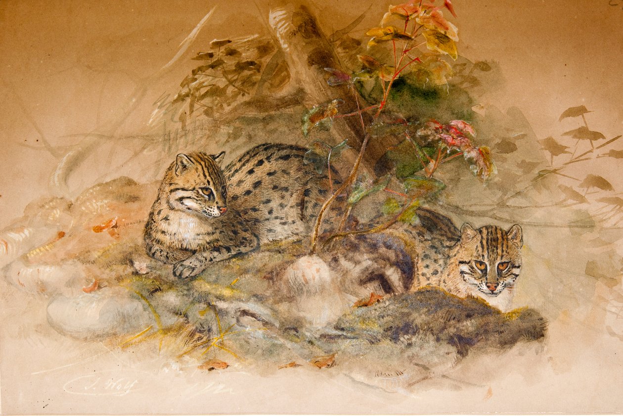 Gato Wagati, 1851-69 de Joseph Wolf