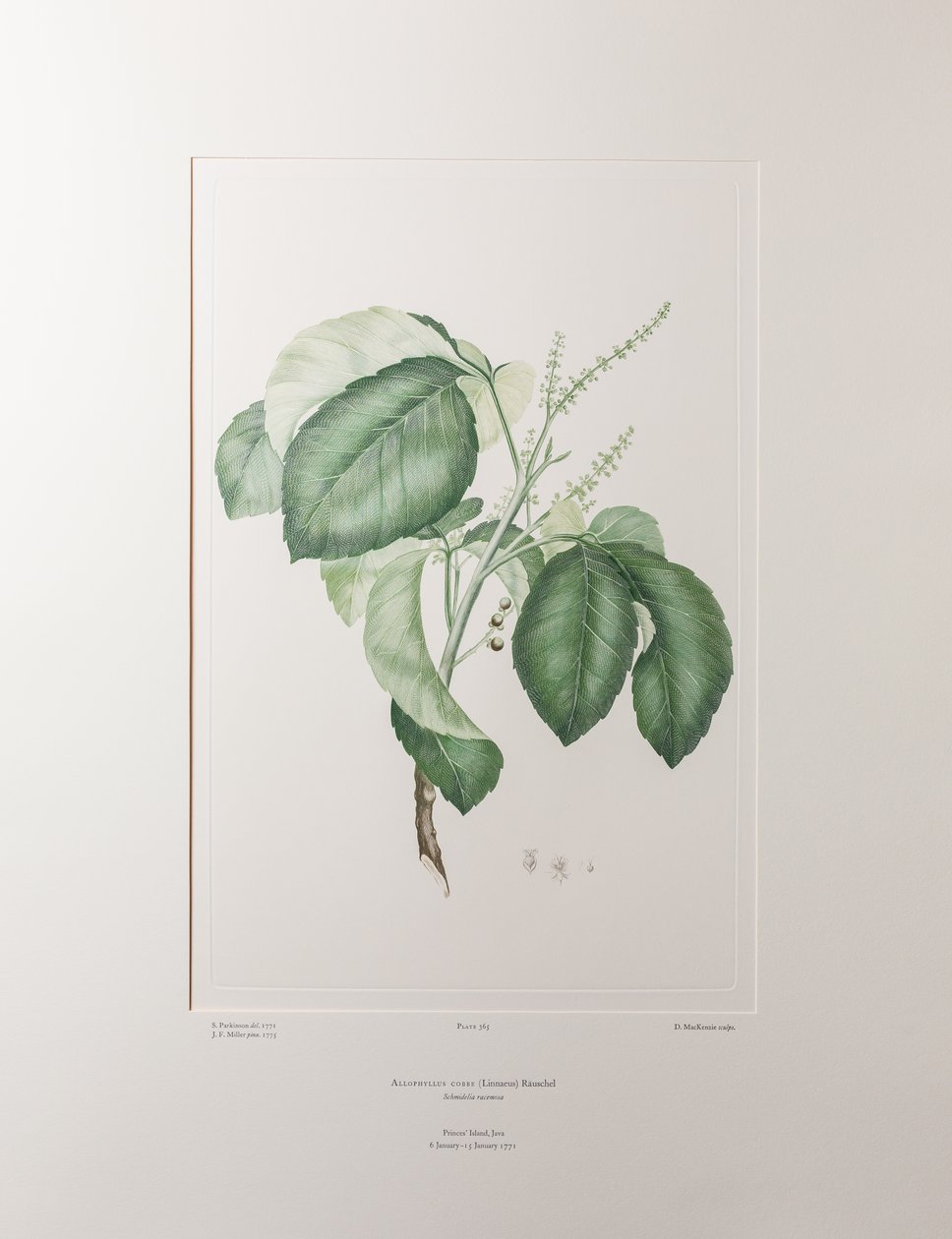 Allophyllus cobbe (Sapindaceae) - Lámina 365, Banks