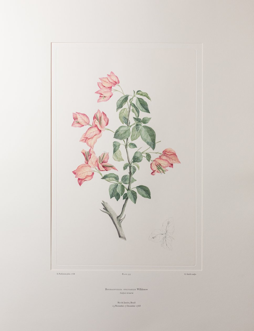 Bouganvillea spectabilis (Nyctaginaceae) - Lámina 355, Banks