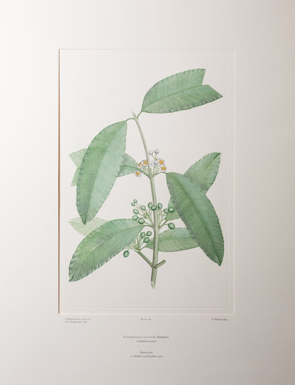 Calophyllum soulattri (Guttiferae) - Lámina 362, Banks