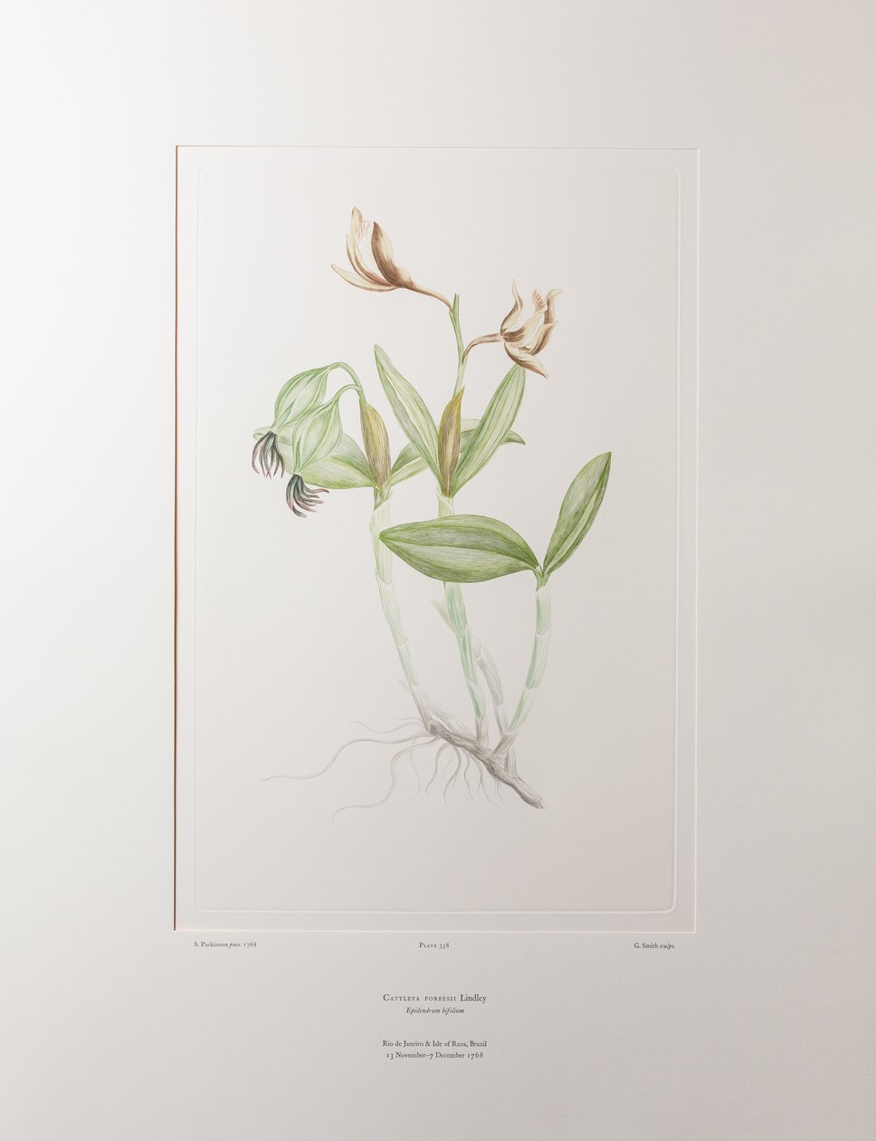 Cattleya forbesii (Orchidaceae) - Lámina 358, Banks