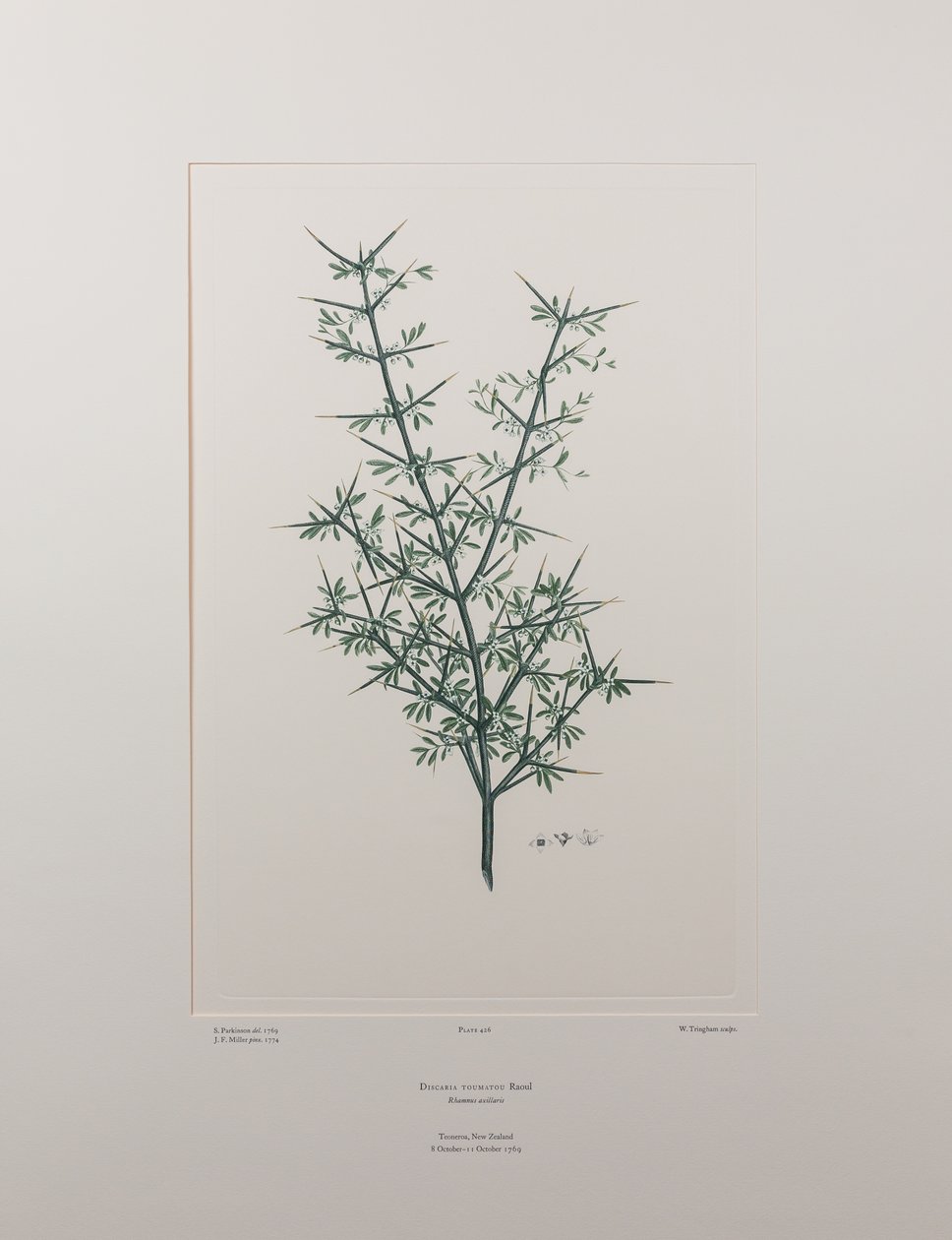 Discaria toumatou (Rhamnaceae) - Lámina 426, Banks