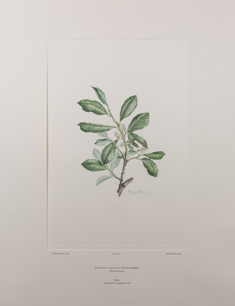 Heberdenia bahamensis (Myrsinaceae) - Lámina 395, Banks