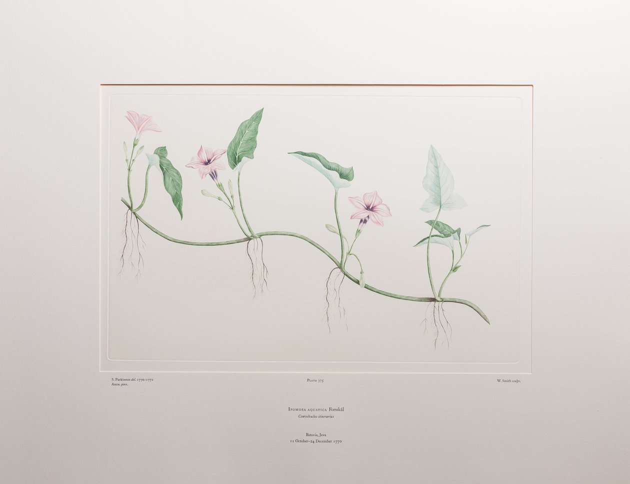 Ipomoea aquatica (Convolvulaceae) - Lámina 375, Florilegio de Banks, c.1771-84 (grabado en cobre sobre papel) de Joseph Banks