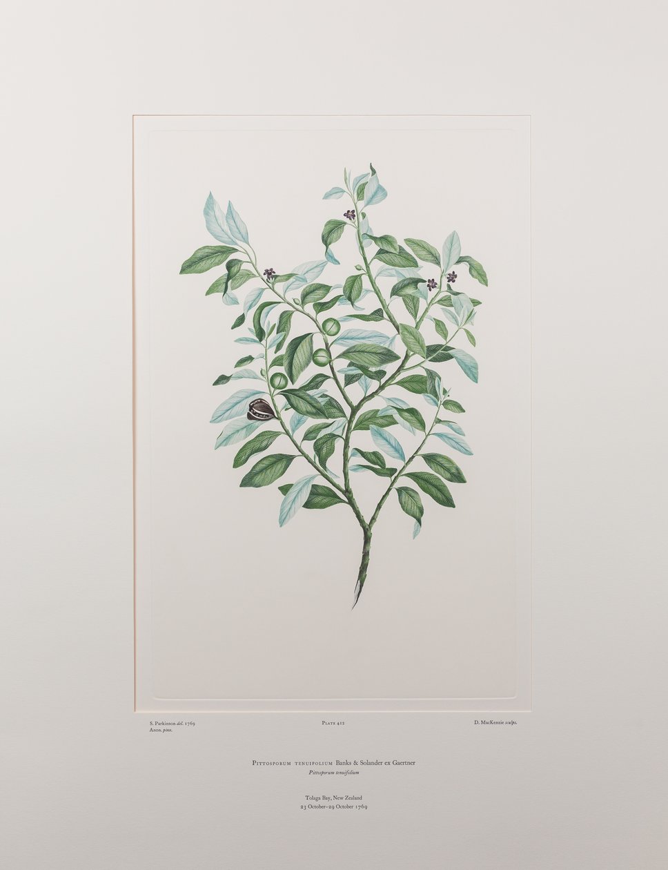 Pittosporum tenuifolium (Pittosporaceae) - Lámina 412, Florilegio de Banks, c.1771-84 (grabado en cobre sobre papel) de Joseph Banks