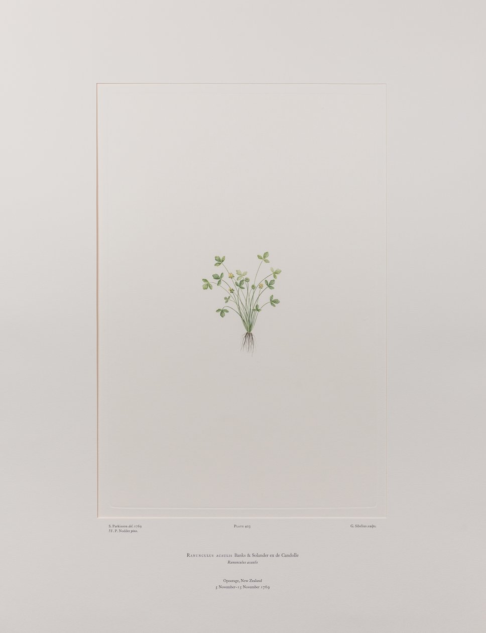 Ranunculus acaulis (Ranunculaceae) - Lámina 403, Florilegio de Banks, c.1771-84 (grabado en cobre sobre papel) de Joseph Banks