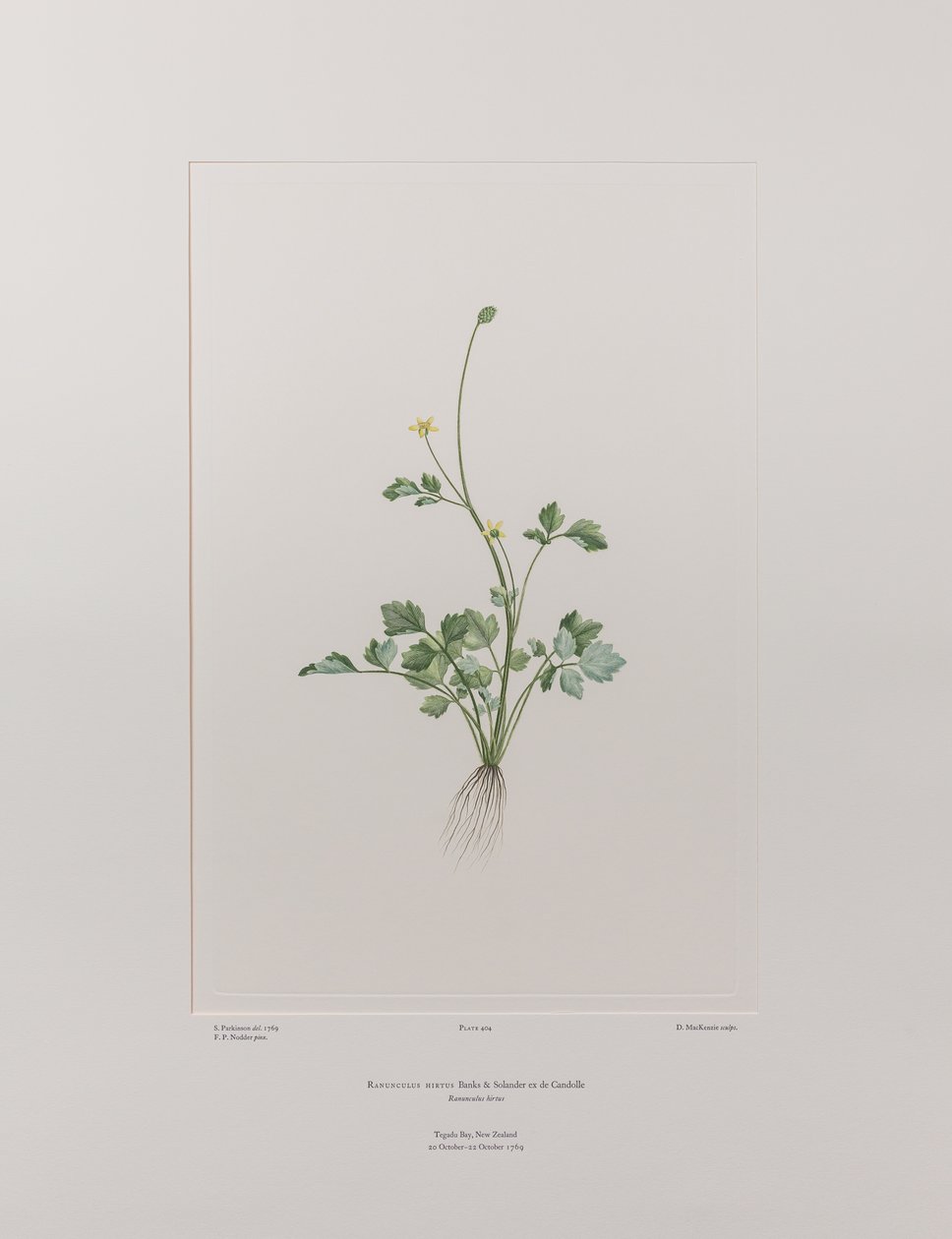 Ranunculus hirtus (Ranunculaceae) - Lámina 404, Banks