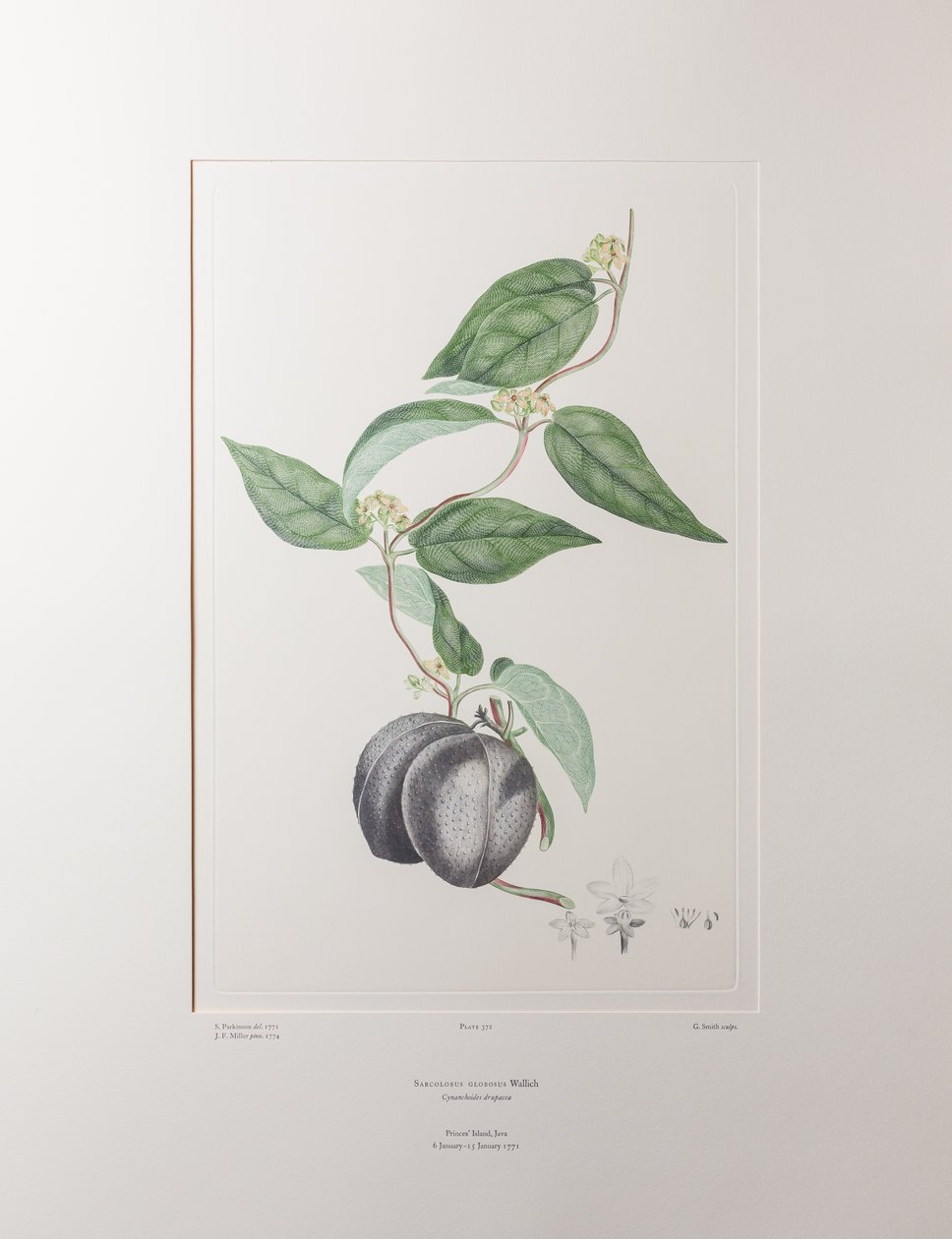 Sarcolobus globosus subsp. globosus (Asclepiadaceae) - Lámina 372, Florilegio de Banks, c.1771-84 (grabado en cobre sobre papel) de Joseph Banks