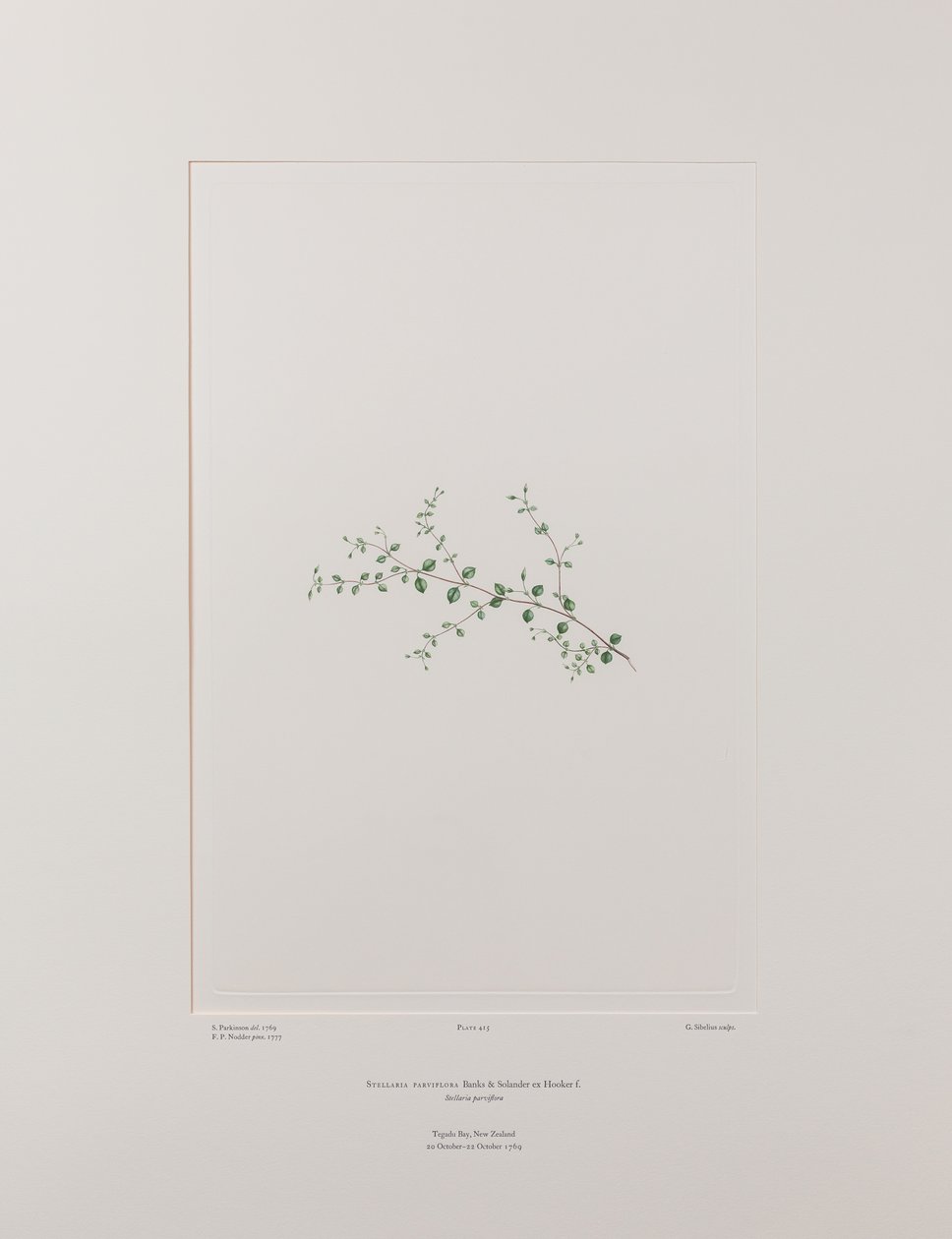 Stellaria parviflora (Caryophyllaceae) - Lámina 415, Banks