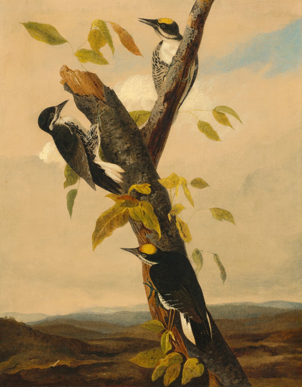 Pico tridáctilo de lomo negro, 1831-1833 de Joseph Bartholomew Kidd