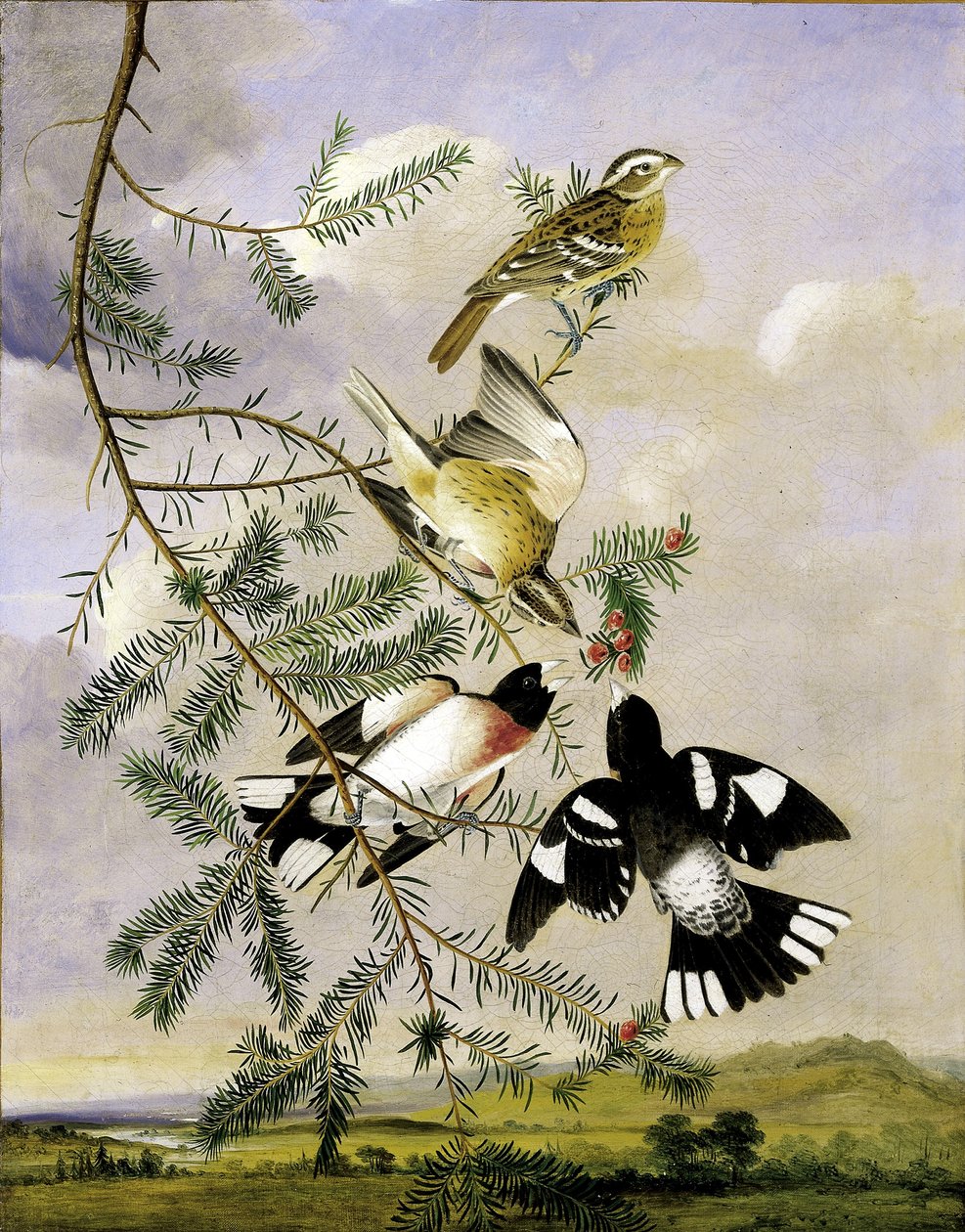 Pico picapinos de Joseph Bartholomew Kidd