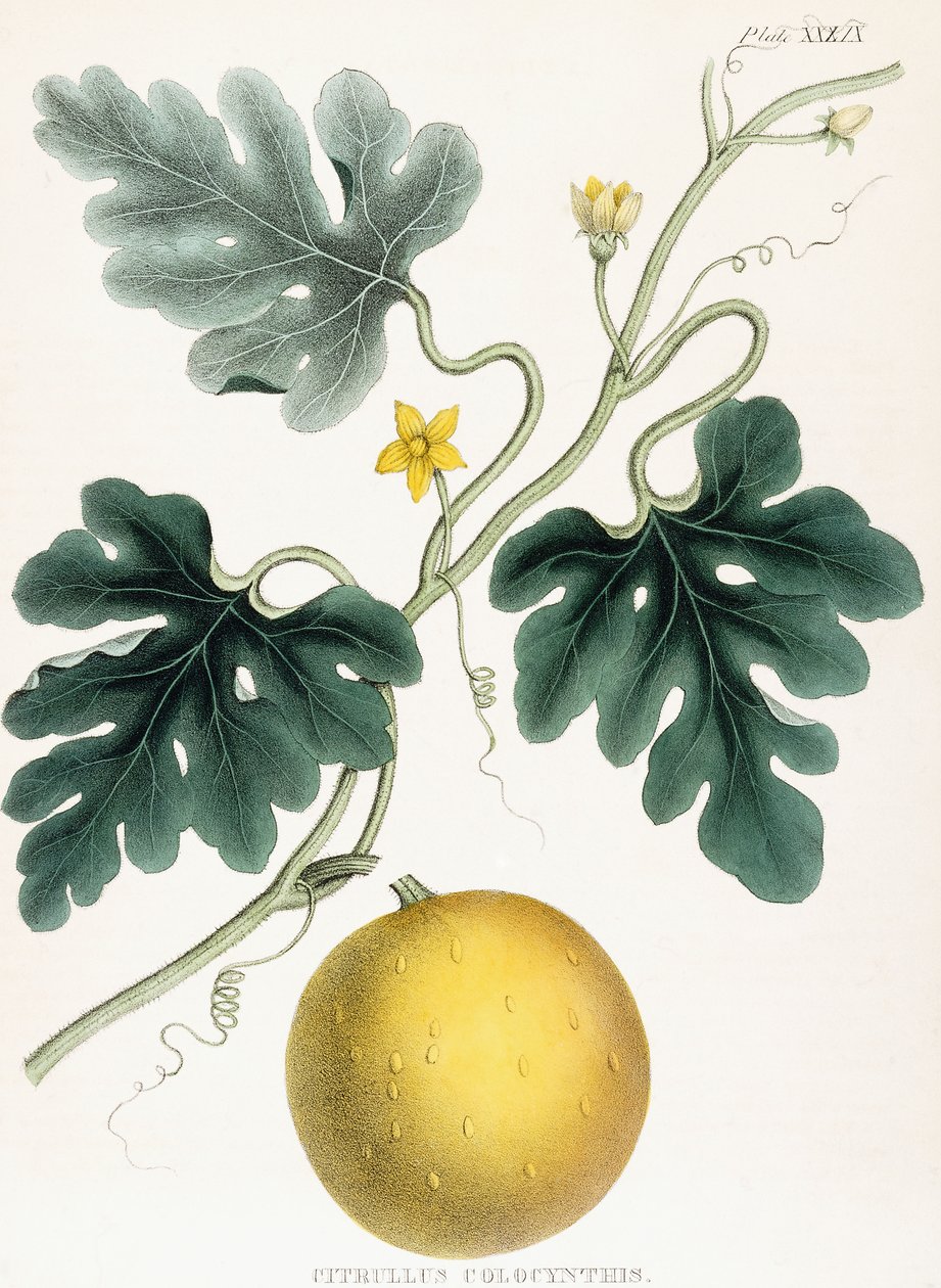 Colocynth, de "Ilustraciones de Botánica Médica: Consistiendo en figuras coloreadas de las plantas que proporcionan los artículos importantes de la Materia Médica". J.H. Colen, 1847 de Joseph Carson